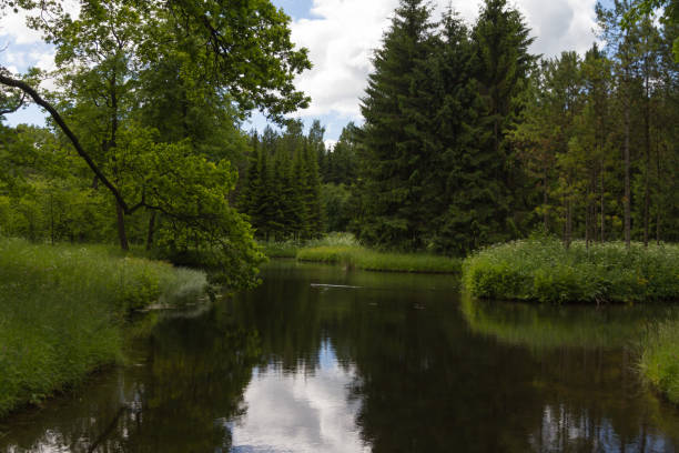 istock On the shore of the pond in summer forest 834408048