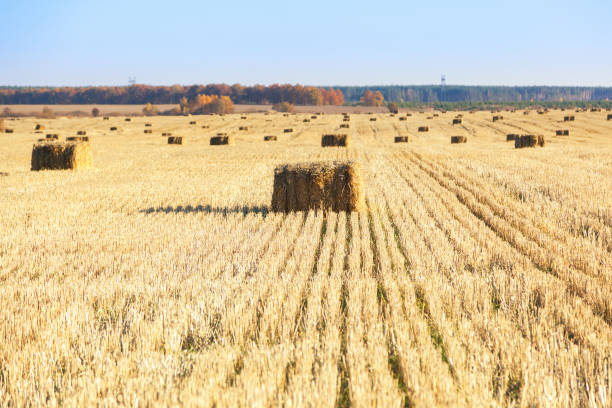 istock Bales of hay scattered around on field 834408438