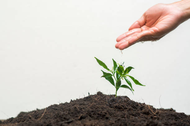 istock Human hand planting a tree on white background, Save earth concept 834415534
