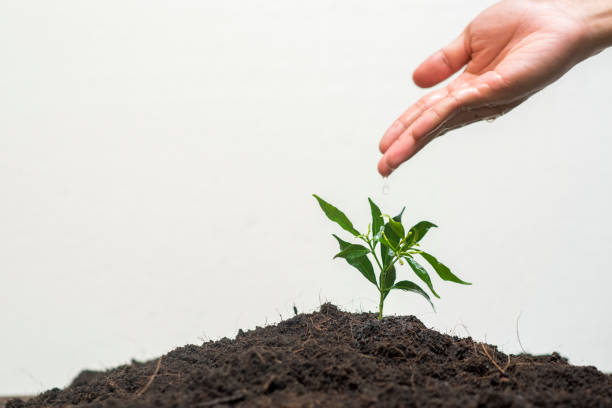 istock Human hand planting a tree on white background, Save earth concept 834417780