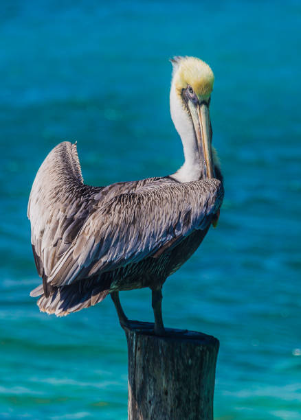 istock Pelican in the ocean, Sea Bird 834420360