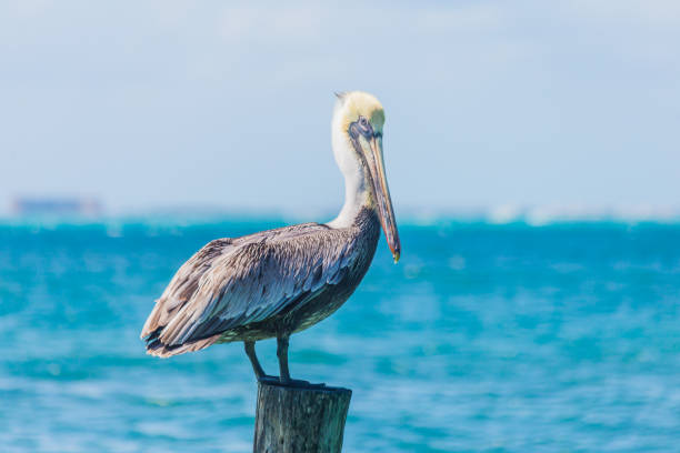 istock Pelican in the ocean, Sea Bird 834420384