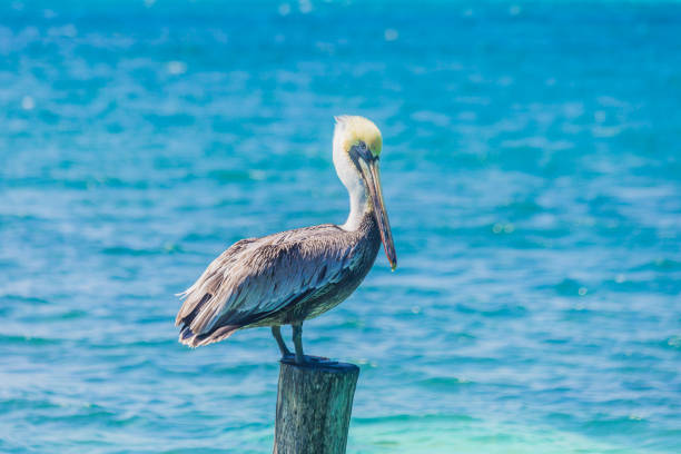 istock Pelican in the ocean, Sea Bird 834420418