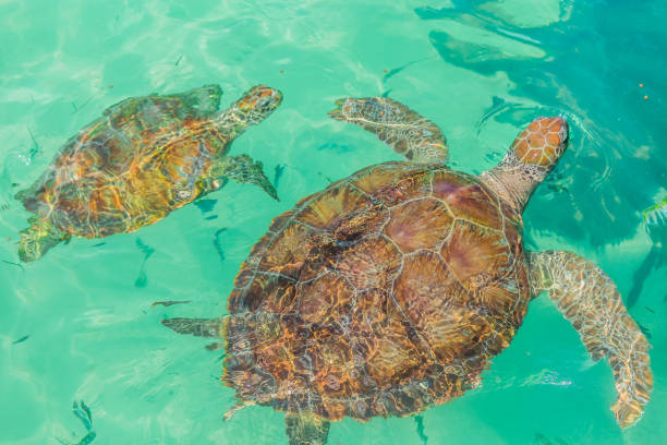 istock Turtle swims in the ocean. Mexico, Cancun, 834420522
