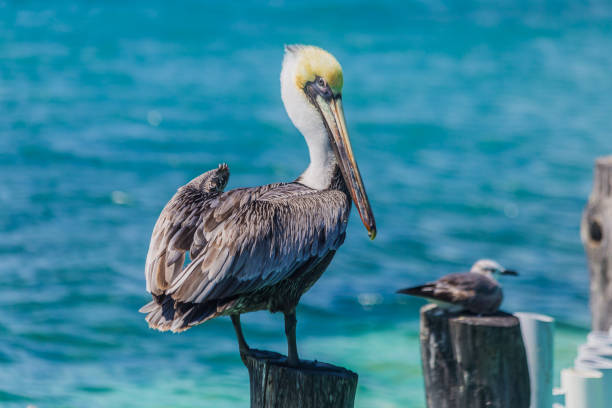 istock Pelican in the ocean, Sea Bird 834420652