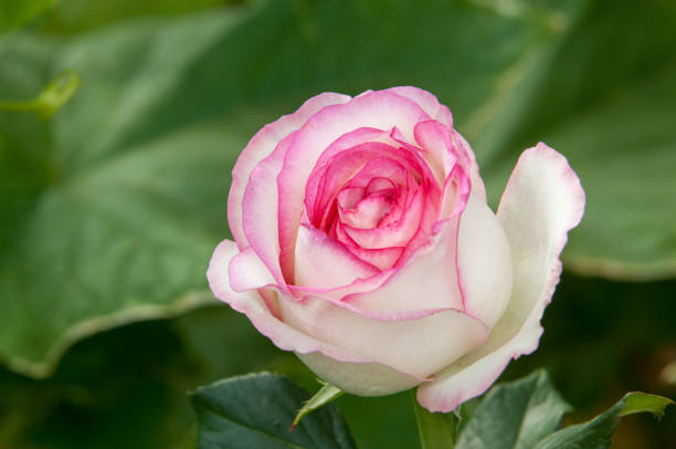 texture, pattern, background. Roses. The plant with beautiful large fragrant flowers and the stem, usually covered with spines.