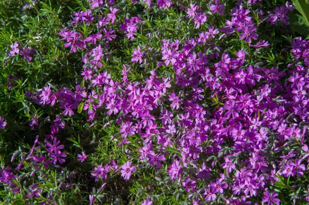 Phlox, a North American plant that typically has dense clusters of colorful scented flowers, widely grown as a rock-garden or border plant.