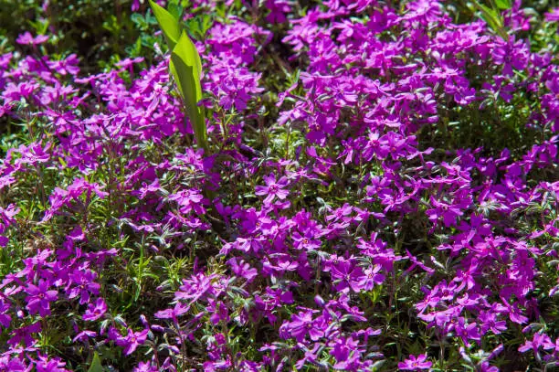 Phlox, a North American plant that typically has dense clusters of colorful scented flowers, widely grown as a rock-garden or border plant.