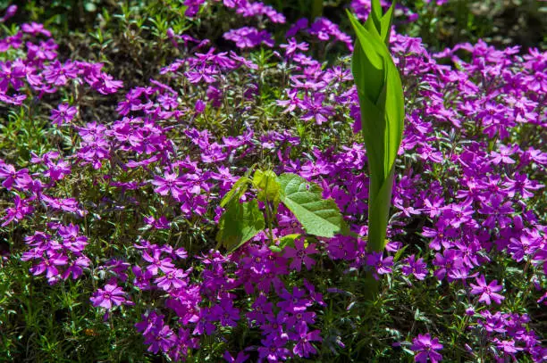 Phlox, a North American plant that typically has dense clusters of colorful scented flowers, widely grown as a rock-garden or border plant.