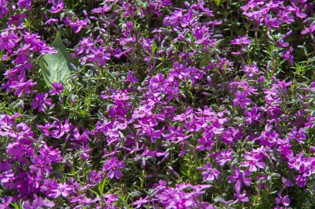 Phlox, a North American plant that typically has dense clusters of colorful scented flowers, widely grown as a rock-garden or border plant.