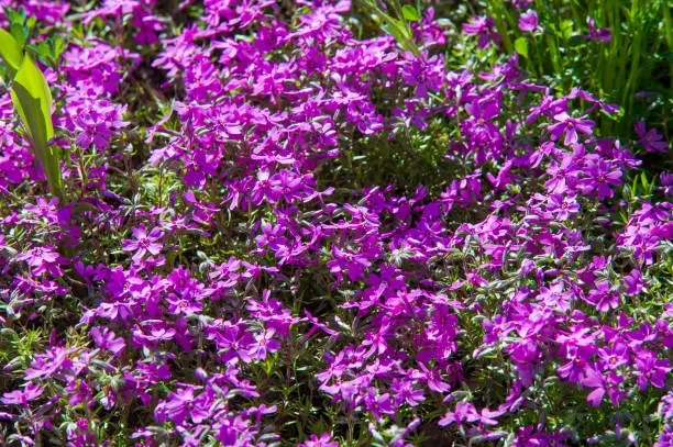 Phlox, a North American plant that typically has dense clusters of colorful scented flowers, widely grown as a rock-garden or border plant.