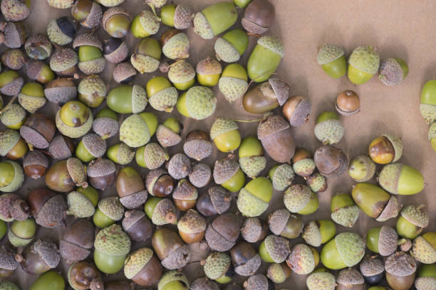 istock fallen acorns on brown paper 834428838