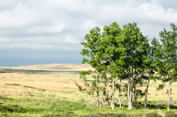 istock near desert.  desert.  steppe. 834445638