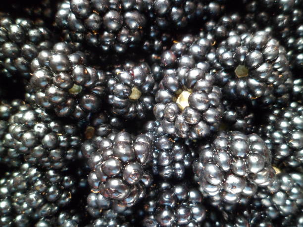 istock Full Frame Of Ripe Black Blackberries 834446692