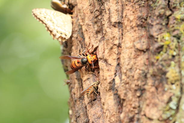 istock Japanese giant hornet 834448760