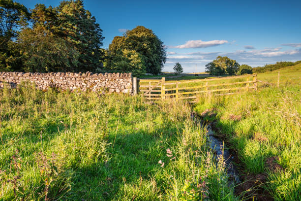 istock Fledgling River Aln near Alnham 834451600