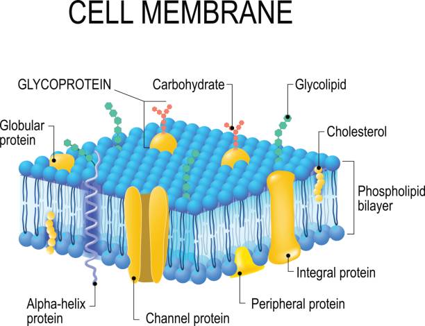 Cell membrane Cell membrane. A detailed diagram models of membrane Structure integral stock illustrations