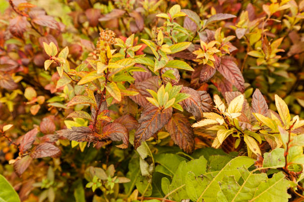 istock Colorful autumn leaves 834454982