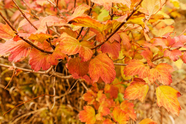 istock Colorful autumn leaves 834455260