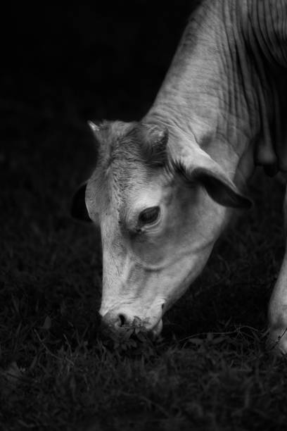 istock Black and white wild Bull and cow series - Thailand 834457942