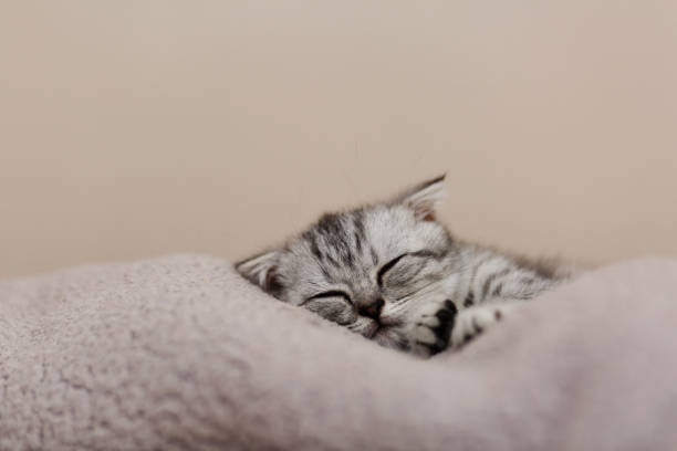 istock Sleeping cute gray kitten on the bed.Lop-eared Scottish cat 834458224