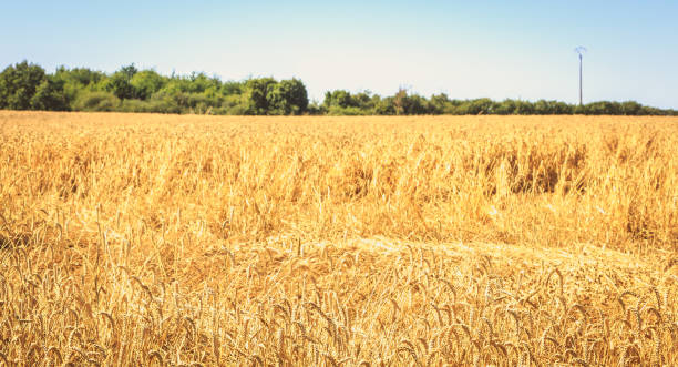 istock field of wheat just before harvest 2017 834460390