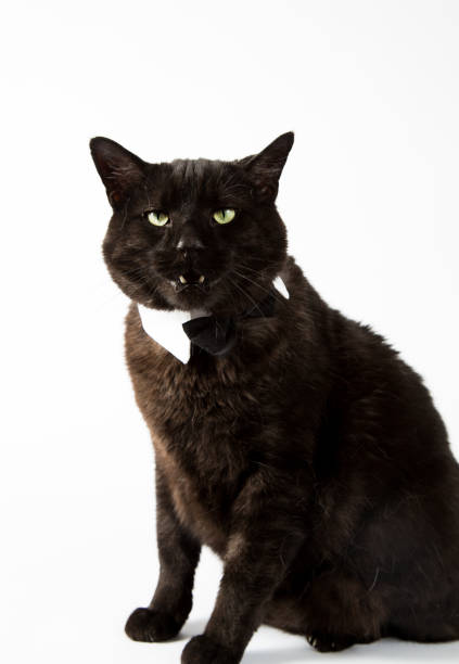 istock Black Cat in Tux 834465900