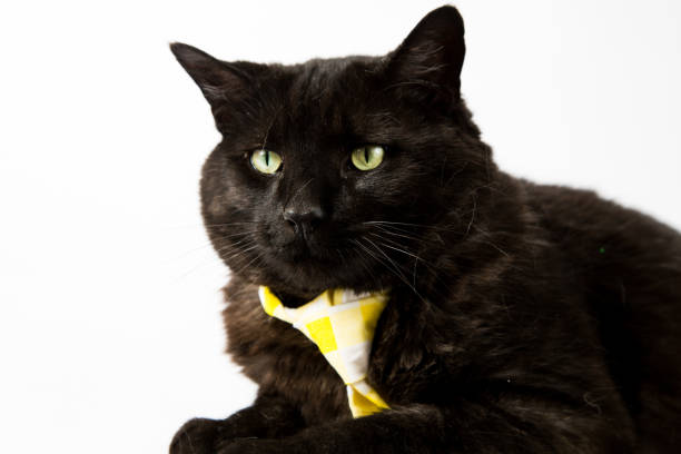 istock Black Cat in Yellow Tie 834466026
