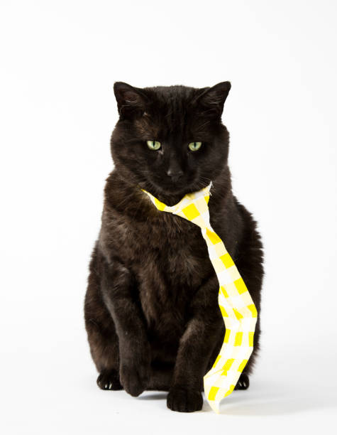 istock Black Cat in Yellow Tie 834466036
