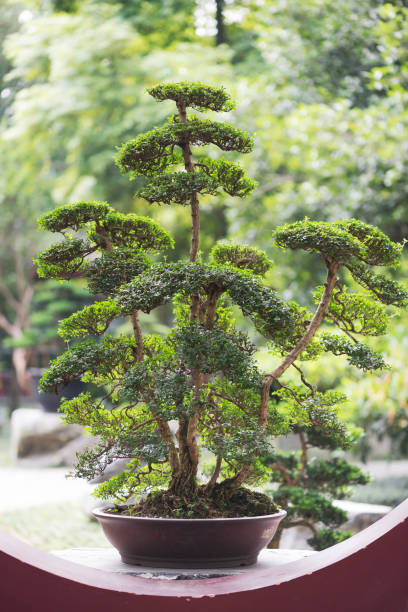 istock Bonsai tree in a Chengdu park 834468710