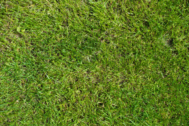 istock Short green lawn grass texture from above 834471090