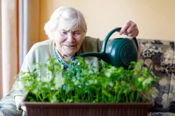 Photo of Senior woman of 90 years watering parsley plants with water can at home