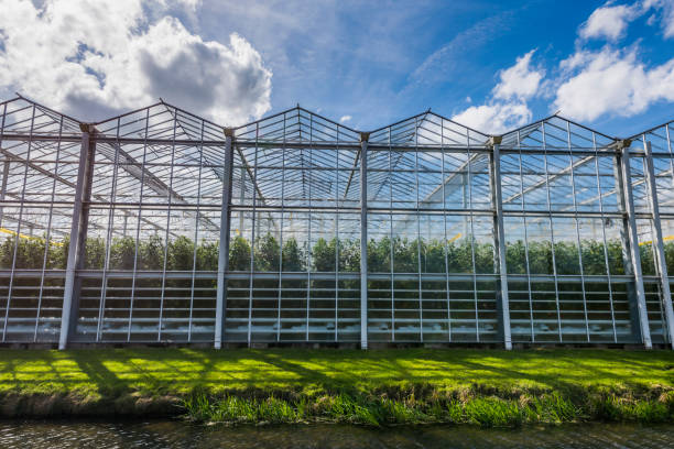 tomato greenhouse harmelen with clouds - greenhouse industry tomato agriculture imagens e fotografias de stock