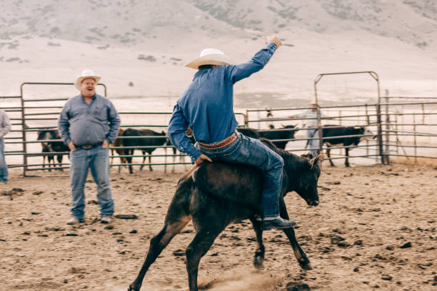 istock bareback riding of a calf 834498650