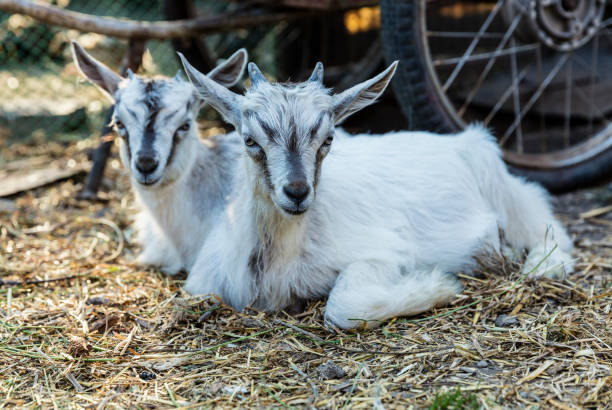 istock Two little goats  lie on the straw 834511020