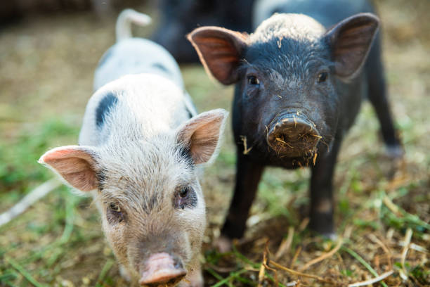 istock Cute baby piglets 834511430