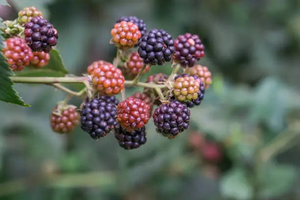 Close up of twig blackberries. Shallow depth of focus, bokeh background. Concept healthy eating.