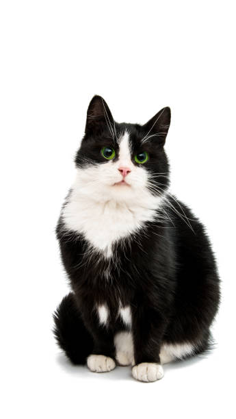 black and white cat stock photo