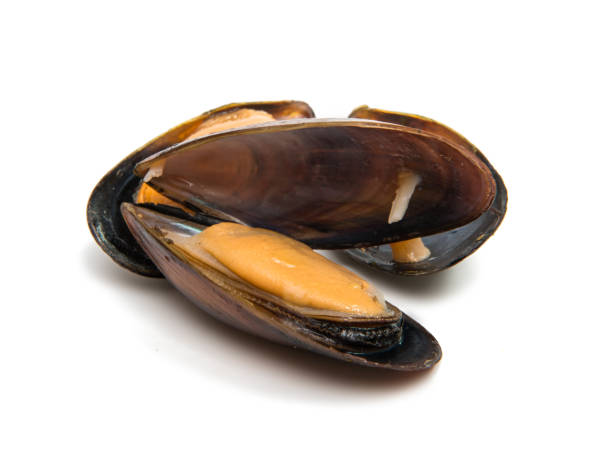 istock group of boiled mussels in shells 834513650