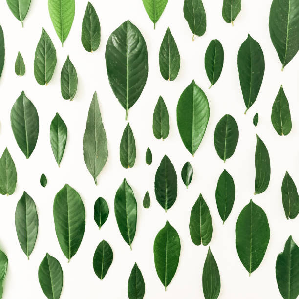 istock Creative floral pattern made of tropical green leaves on white background. Flat lay. Top view 834518752