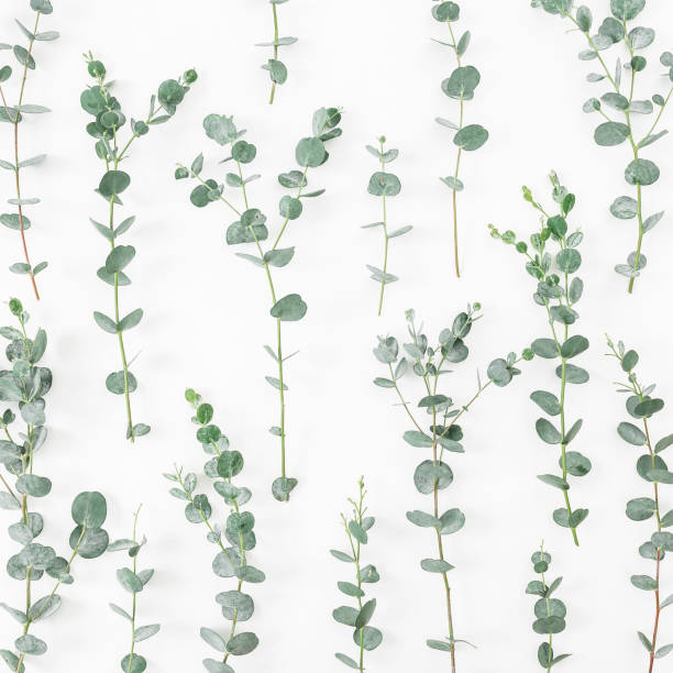 istock Floral pattern made of eucalyptus branches isolated on white background. Flat lay, top view 834519026