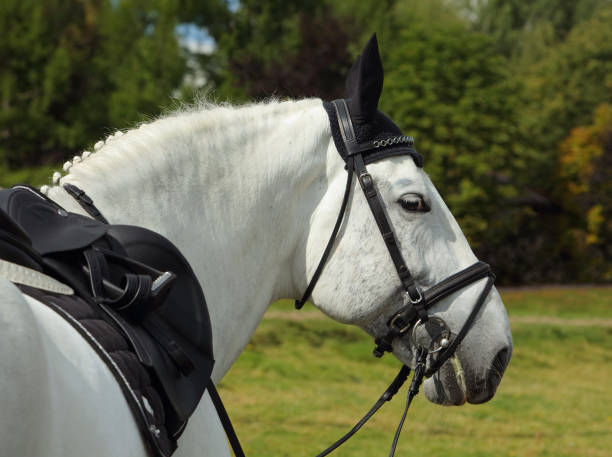 istock Lusitano horse portrait 834524082