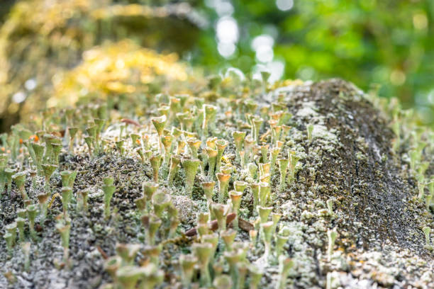 나무 줄기에 말린된 깔때기 모양의 버섯 많이 - icky 뉴스 사진 이미지