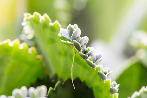 Modified leaf of Bryophyllum pinnatum for education.