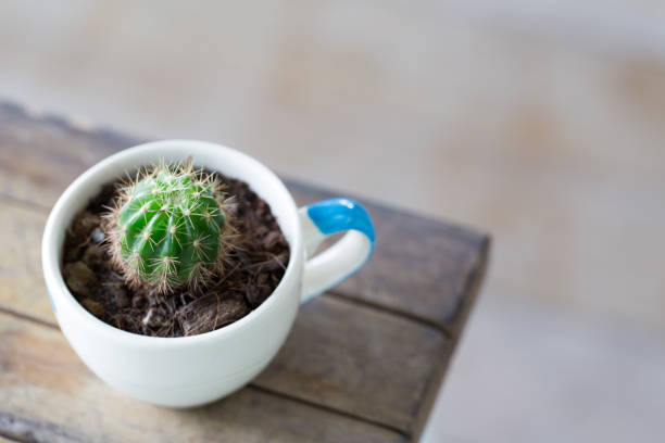 istock Cactus on backgrounds of table, Cactus in pot background. 834528414