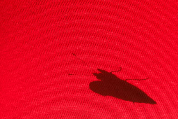 Shadow of a butterfly on a red parasol