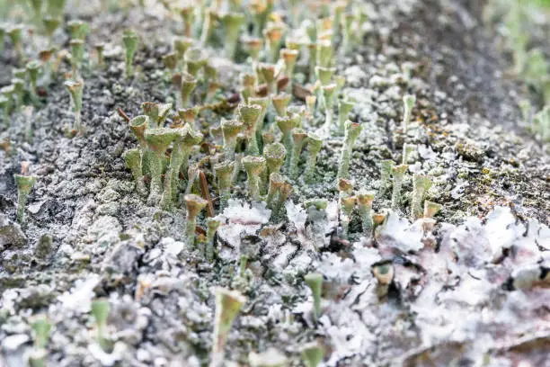 Photo of Lot of dried funnel shaped mushrooms at a tree trunk