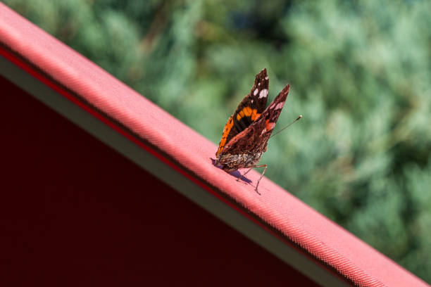 butterfly on a green leaf