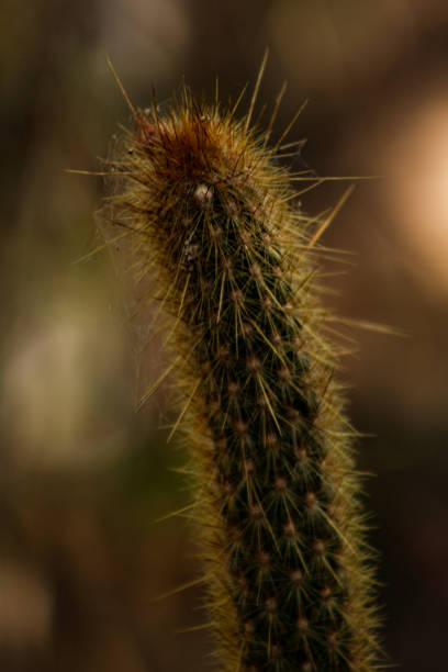 istock Cactus against golden sunlight at blurred background. 834541796