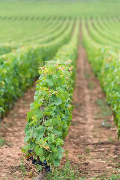 Photo of Vineyards in Burgundy